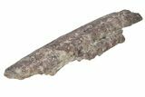 Fossil Phytosaur Jaw Section With Metal Stand - Arizona #214259-1